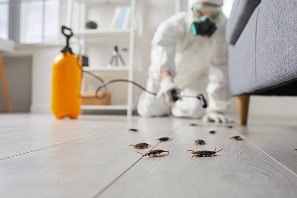 Commercial Rodent Management in Holden